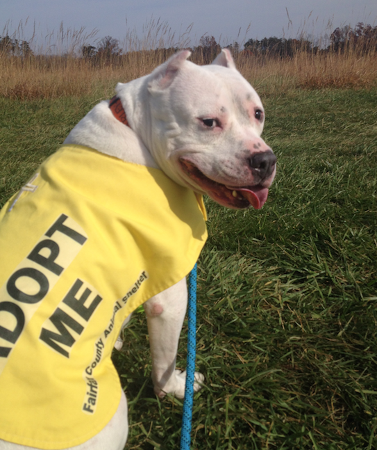 Pillow was weekend fostered by Melissa Lupinacci. He'd been having a hard time getting noticed at the Fairfax County Animal Shelter -- but was adopted soon after his weekend away in Lupinacci's home.