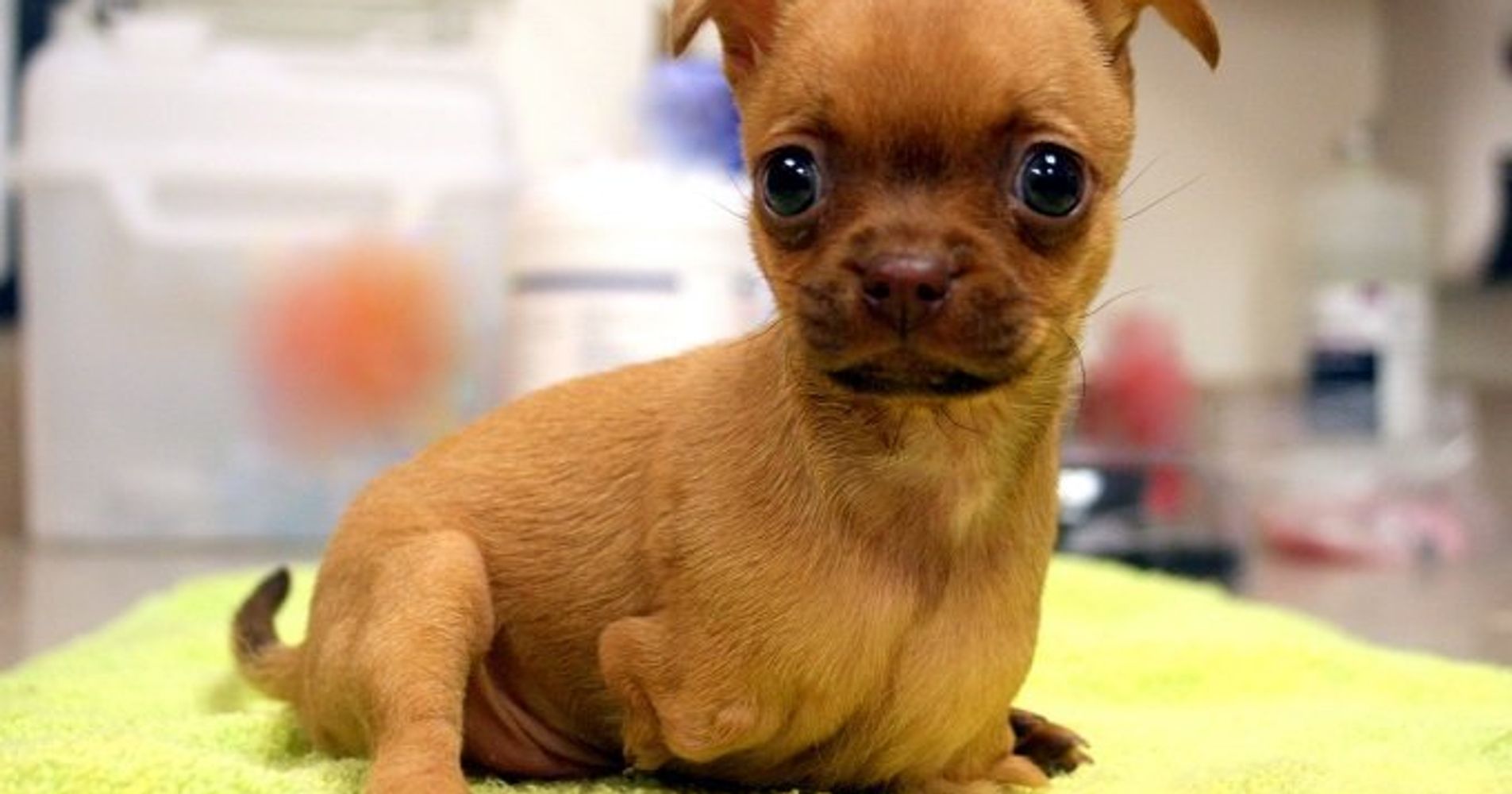 Abandoned Puppy Born Without Front Legs Gets Wheels, Finds New Home