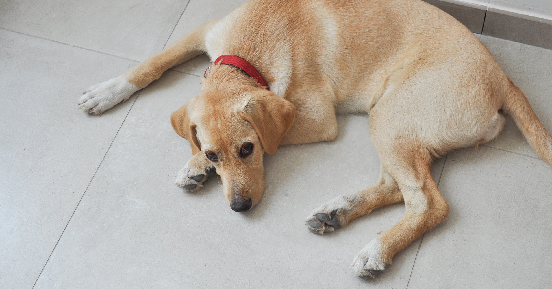 What Can Cause A Dog To Run Away What Can Cause A Dog To Run Away