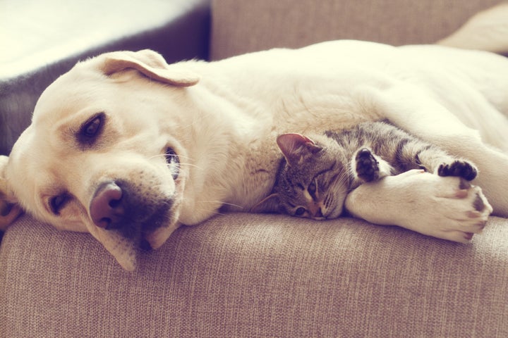 ペットを手放す飼い主たち 本当は飼い続けられた ハフポスト Life