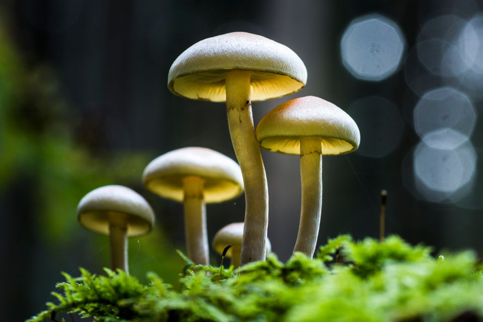 These TikTok-Famous Mushroom Glasses Are Only $25 a Pair On