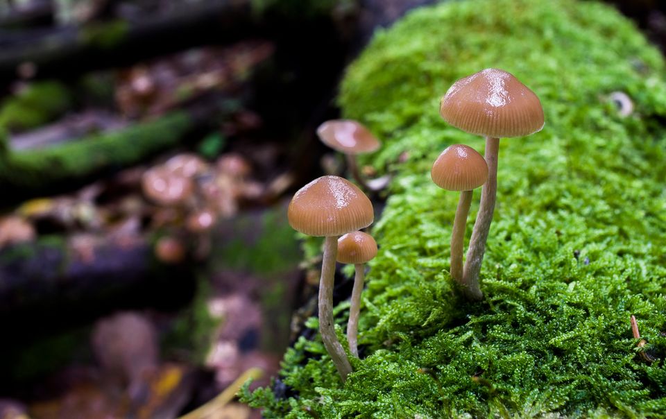 These Photos Of Mushrooms Will Make You Feel Like You're Tripping ...