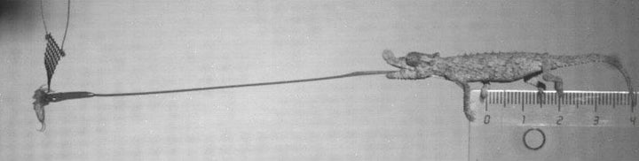 The tiny <i>Rhampholeon spinosus</i> chameleon can stick out its tongue with a peak acceleration 264 times greater than the a