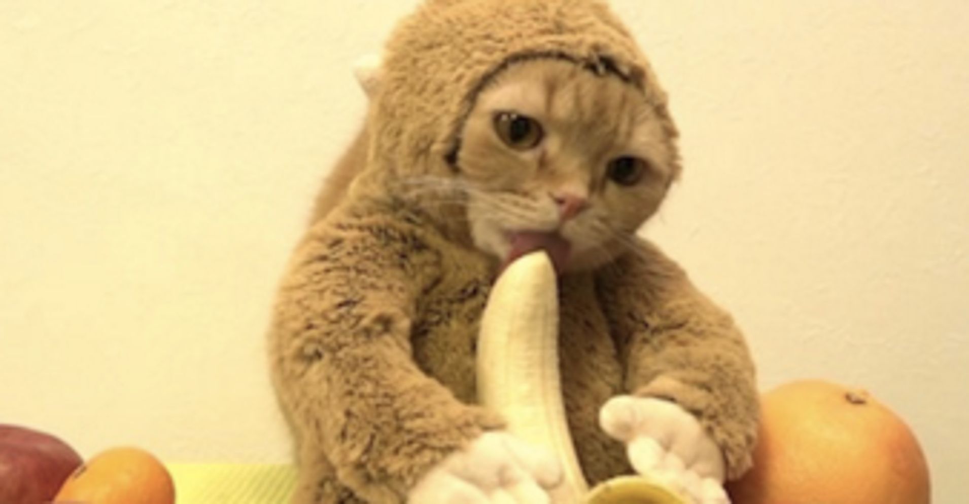 This Cat In A Monkey Suit Will Make Your January More Bearable