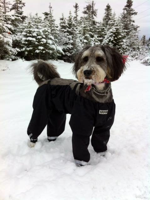 Dog with clearance pants