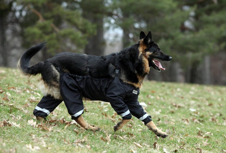 Dog rain outlet pants