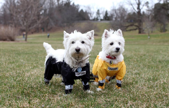 The Great How A Dog Should Wear Pants Debate Is Officially Over