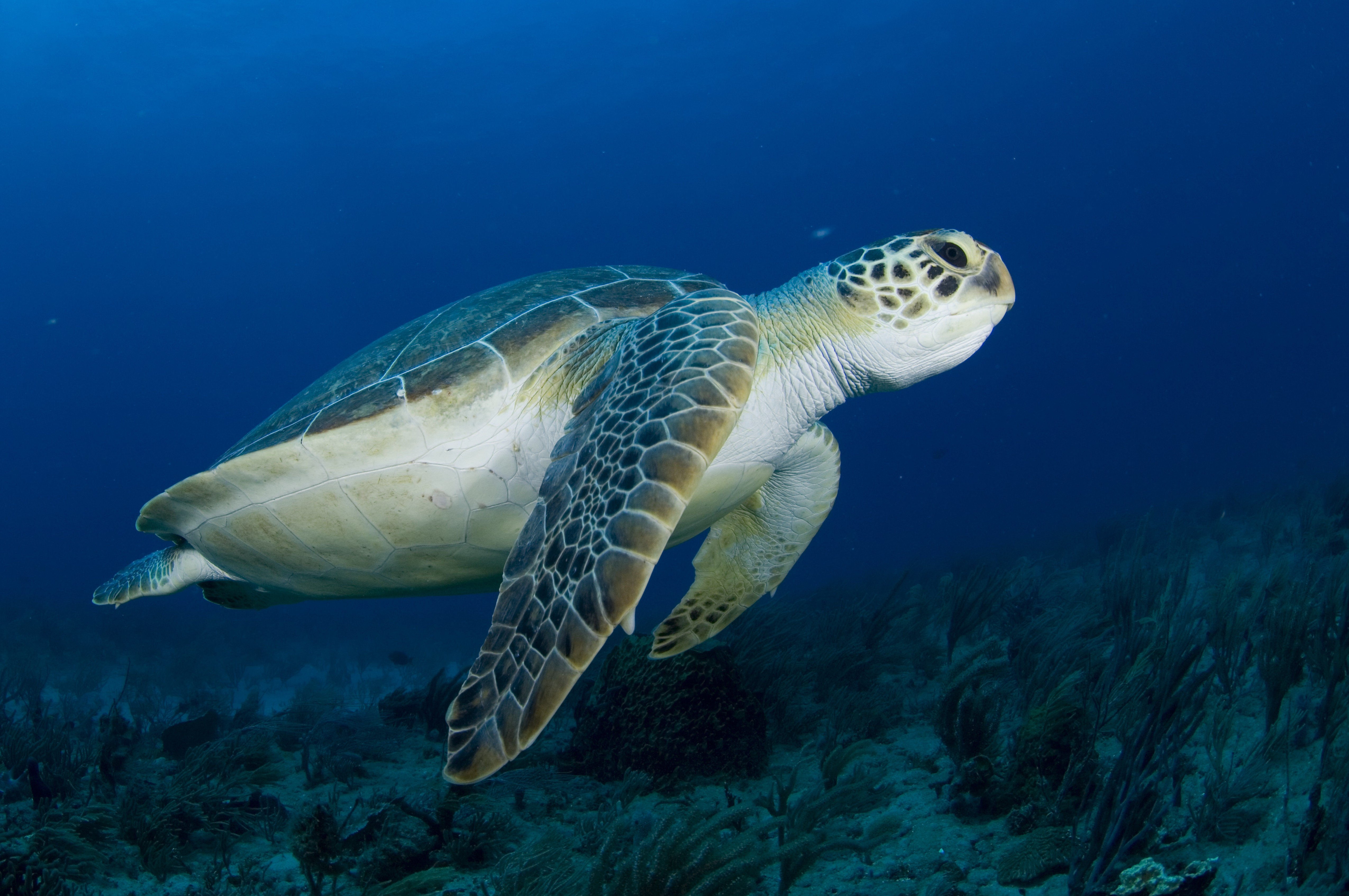 Endangered Green Sea Turtles Return To Florida In Record Numbers HuffPost