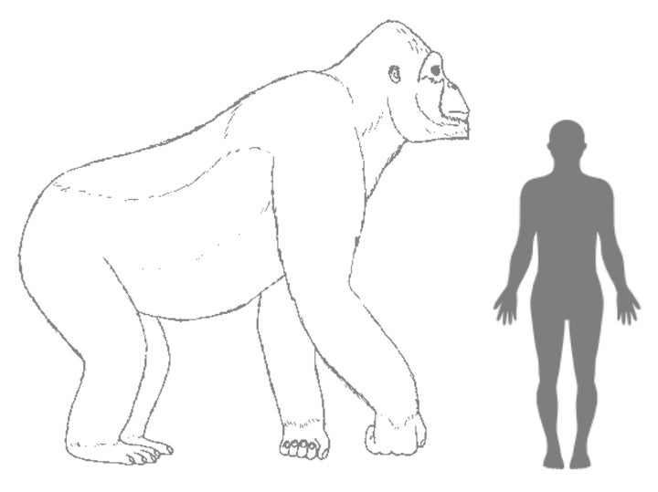 Mystery solved? Scientists think they now know what killed off the Gigantopithecus, which has been described a