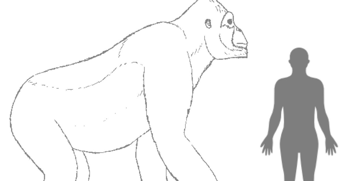 Вымершие обезьяны. Гигантопитеки (Gigantopithecus. Гигантопитеки Кинг Конг. Гигантопитеки горилла. Обезьяна Гигантопитек.