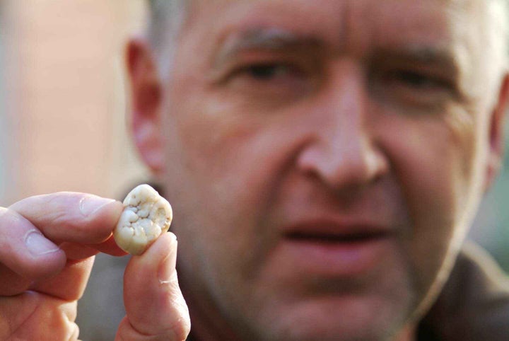 Prof. Dr. Friedemann Schrenk shows off one of the giant molars of the Gigantopithecus.