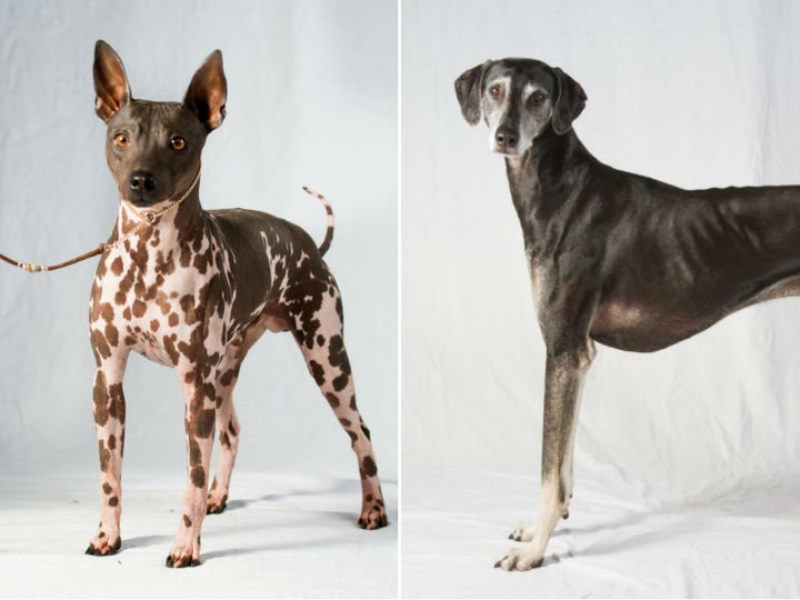 The American Hairless Terrier (left) is a small to medium sized, smoothly muscled terrier known for its energy and curious demeanor. The Sloughi (right) is a medium-large, short-haired, smooth-coated, athletic sighthound known for its graceful and reserved demeanor. 