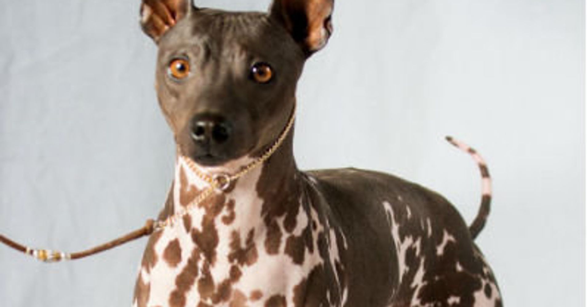 2 New Dog Breeds Recognized By The American Kennel Club | HuffPost