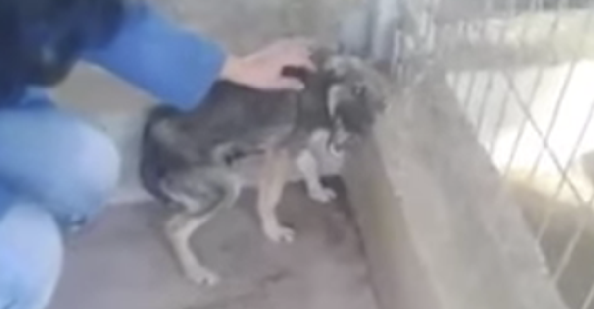 Брехливая собака. Гладит собаку. Собака пытается срыгнуть. Собака пытается срыгнуть. Собака пытается срыгнуть.