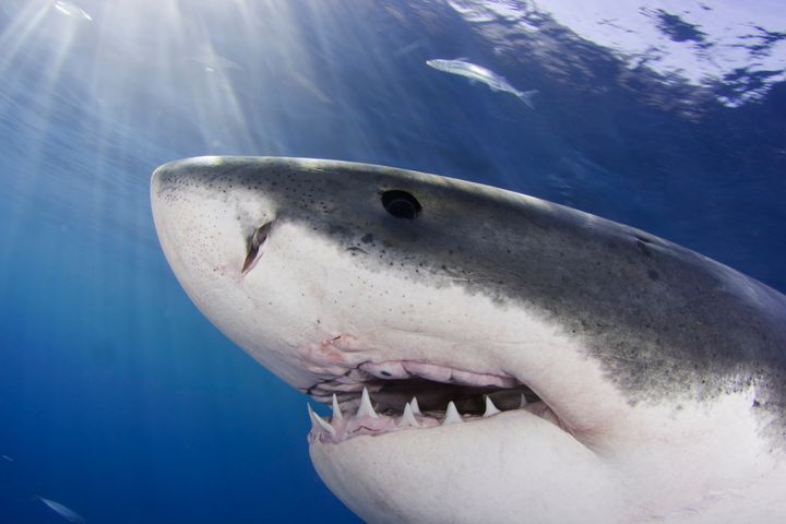 Sharks have a strong sense of smell that can help them find their way around the ocean.