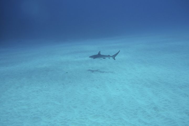 Sharks' brains help them detect tiny amounts of chemicals in the water.