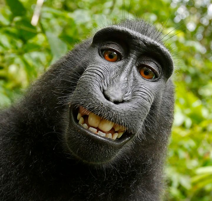 Who owns the copyright to this monkey-snapped selfie? The question has sparked a heated debate.