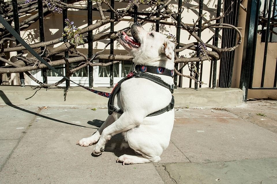 A Closer Look At The Cruelty Of Extreme Dog Breeding HuffPost