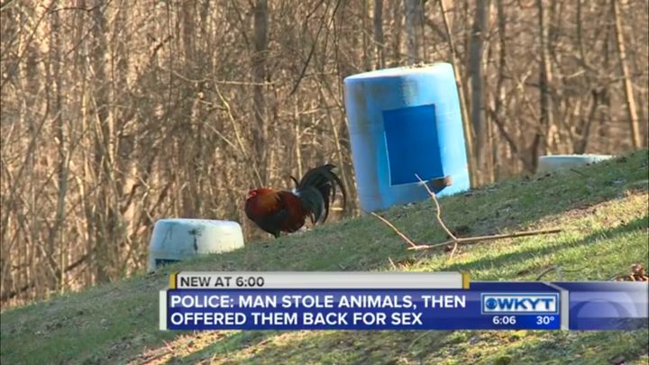 A 25-year-old Kentucky man is accused of stealing another man's farm animals, one rooster pictured, and then demanding sex if he wanted them back.
