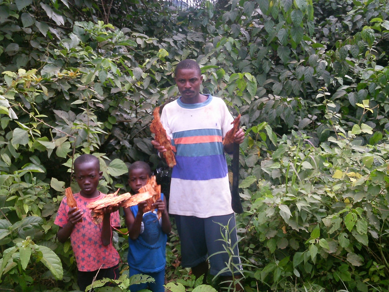 "This is the bark used by traditional healers in our community to treat Ebola. The process is to wash it until it is very clean and let it soak in cold water for some hours. Once the liquid has been extracted, it's given to the sick people," John B. Sackie, an Ebola survivor from Gbolakai-Ta, told Lyons. "This treatment cured many people in our community."