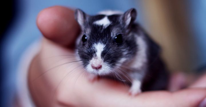 This cute mouse has black-and-white piebald patterning.
