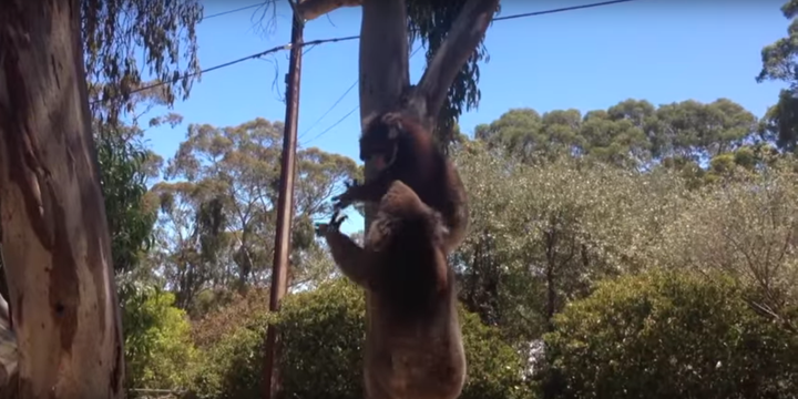 The two animals are seen battling it out in a tree before the smallest gets knocked to the ground.