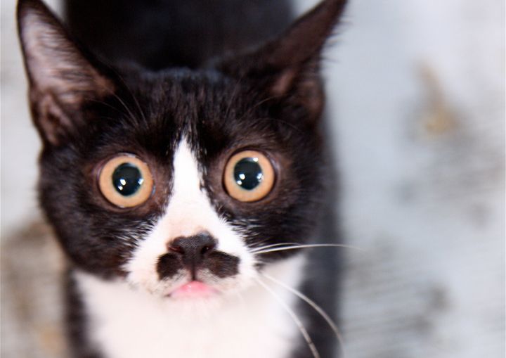 A new study explores how mammals get piebald patches on their fur, like the "tuxedo" cat seen here.