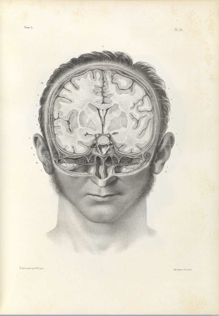 Vertical cross section of the human brain, 1844 lithograph.