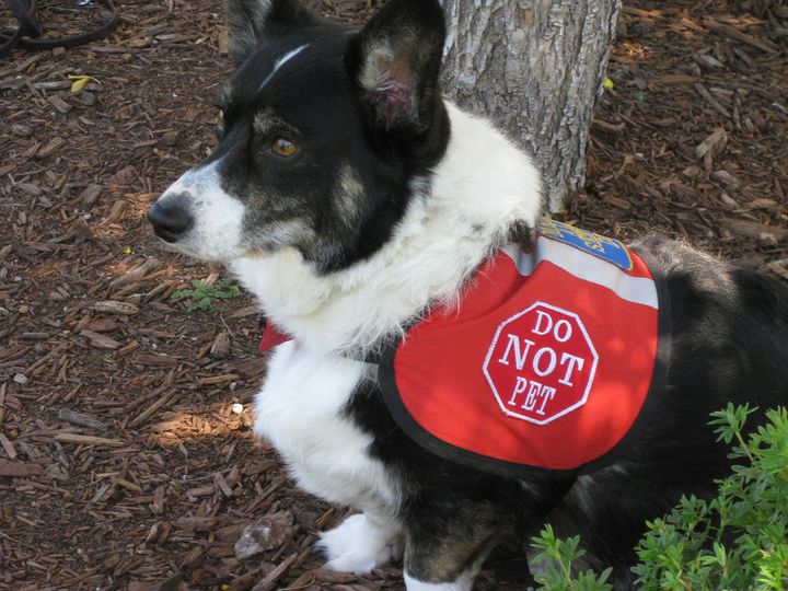 This service dog is wearing a sign that identifies him as such, but not all service dogs wear signs when they're working. Members of the public are asked to be respectful and ask permission before petting a service animal.