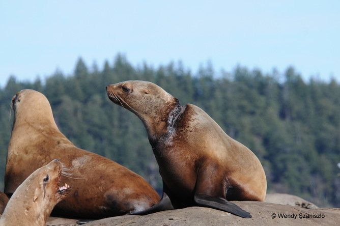 Stellar sea lion with severe entanglement neck injury observed east of Vancouver Island in 2014.