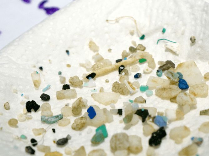 Microplastics sample collected in a plankton net trawl in the North Pacific subtropical gyre from the SSV Robert C Seamans.
