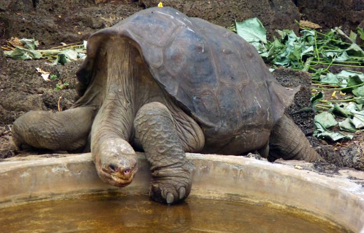 Lonesome George, photographed before his death at the age of about 100.
