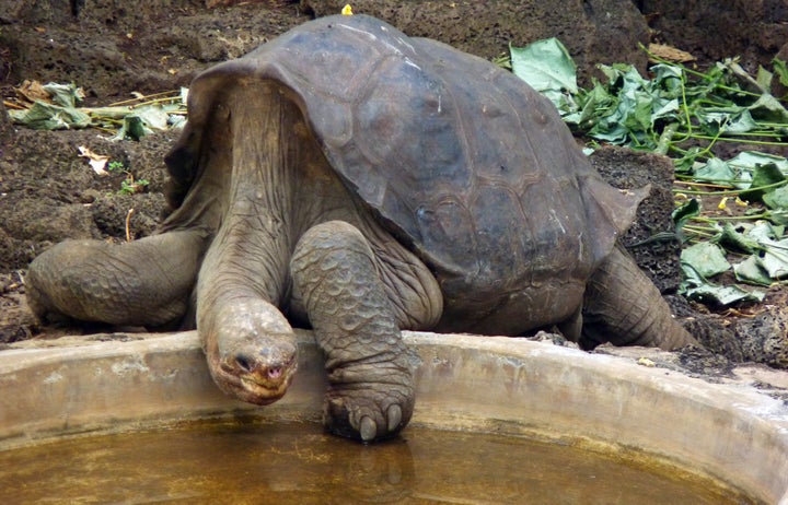 Lonesome George, photographed before his death at the age of about 100.