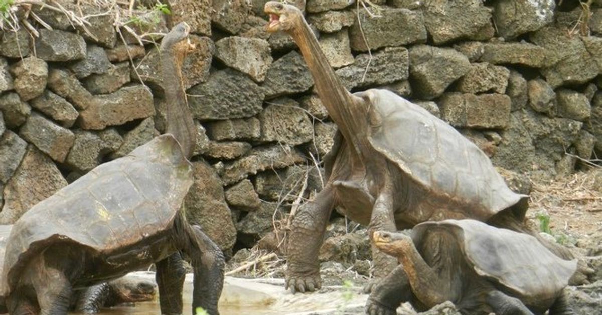 We've Rediscovered 'Extinct' Giant Tortoises