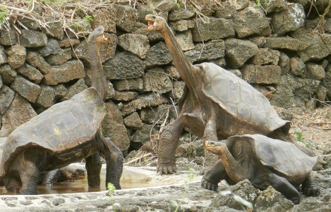 Giant tortoises relocated by our expedition from the Volcano Wolf, Isabela Island, to the captive breeding program of the Galápagos National Park, Santa Cruz Island.