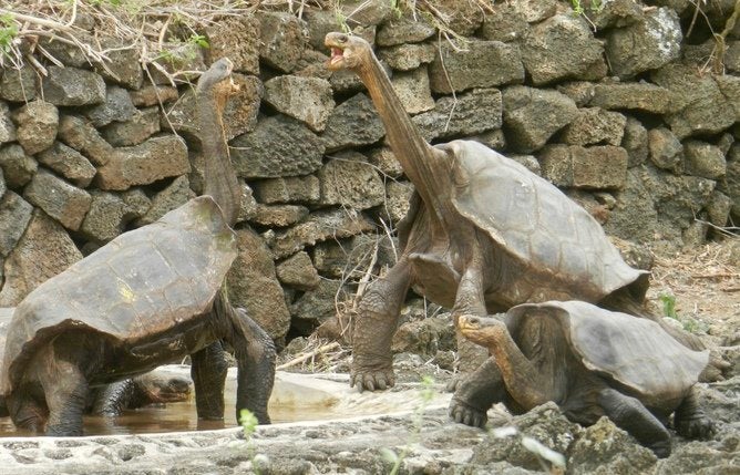 Giant tortoises relocated by our expedition from the Volcano Wolf, Isabela Island, to the captive breeding program of the Gal