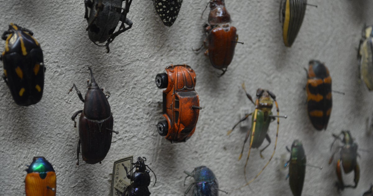 DeliciousTaylormade BeeAroundLil’BEEtle Someone Hid A Tiny VW Beetle In A Museum's Insect Collection