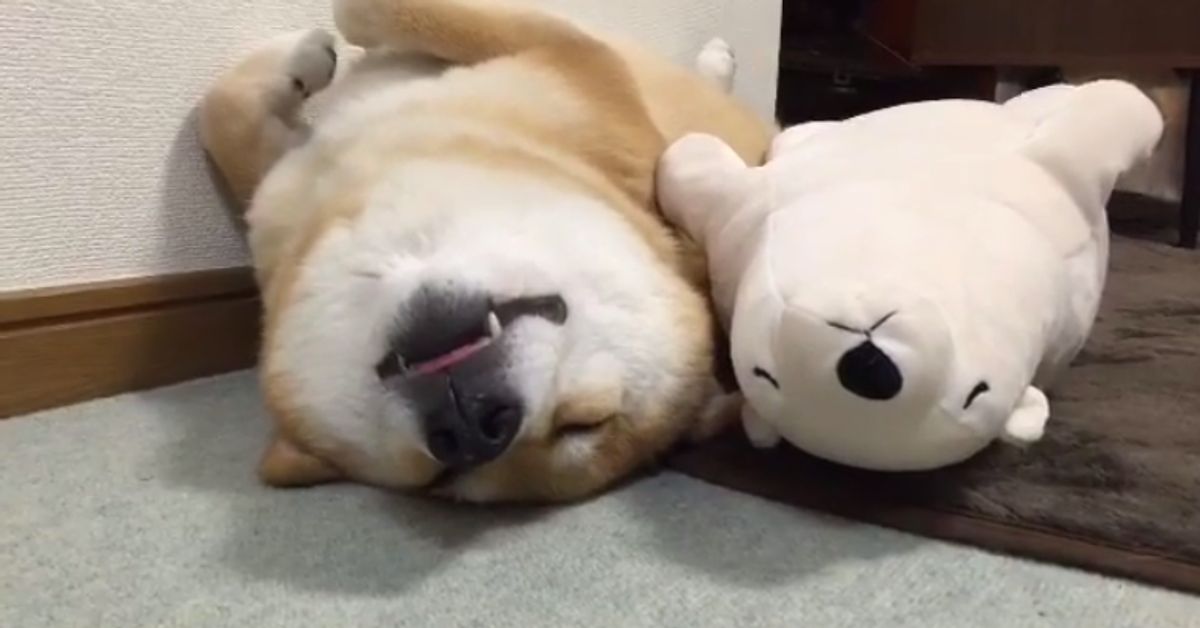 Adorable Shiba Inu Passes Out In Same Position As His Doppelganger