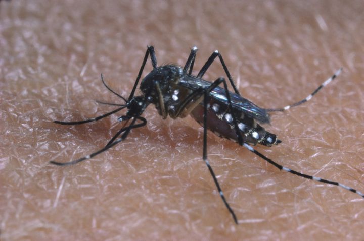 This is a photo of the <em>aedes aegypti</em>, also known as the yellow fever mosquito. 