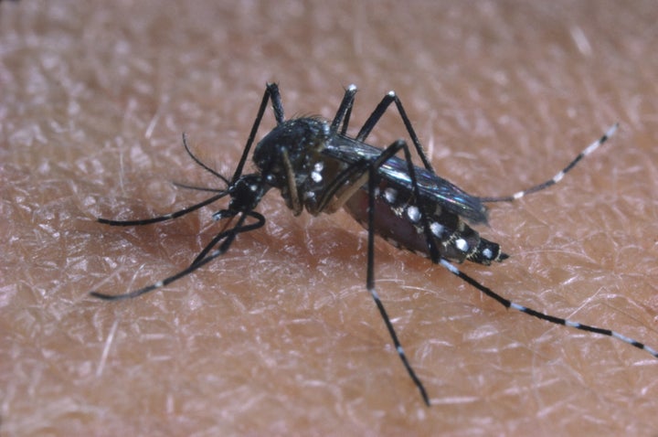 This is a photo of the aedes aegypti, also known as the yellow fever mosquito.