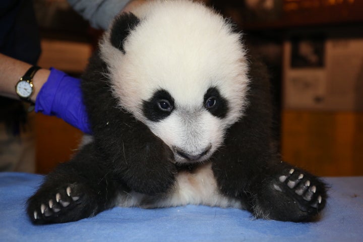 Bei Bei plops down for a checkup, Nov. 12, 2015.