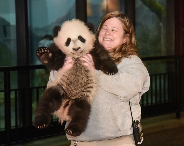 The giant panda cub Bei Bei says "hi" to the media in Washington, D.C., Jan. 7, 2016.