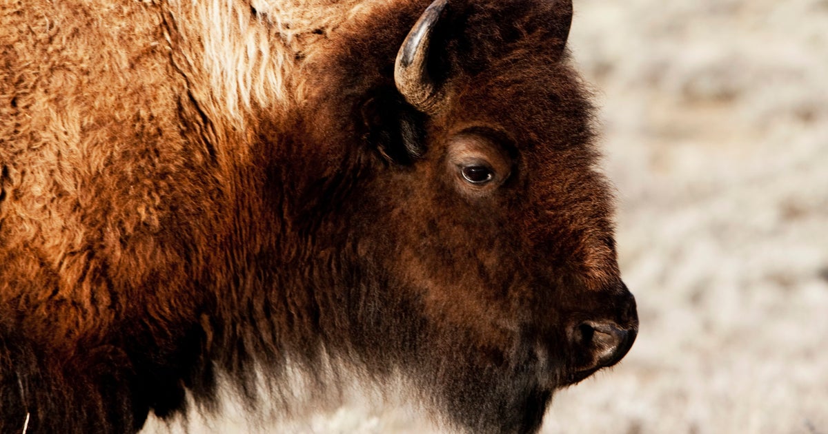 Lightning Strike Leaves Bison With Badass Scar | HuffPost Weird News