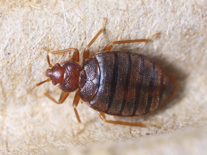 Detroit has been named the most bedbug-infested city in the U.S.