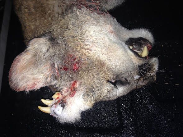 A young male mountain lion was recently found in Idaho with teeth and what may be whiskers growing out of its head.