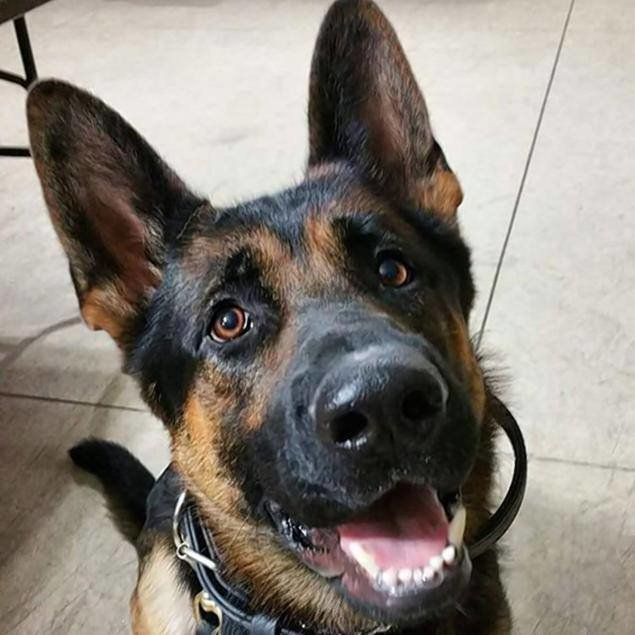 Jethro, a K-9 with Ohio's Canton Police Department, died Sunday after a gunfight with a burglary suspect, police said.