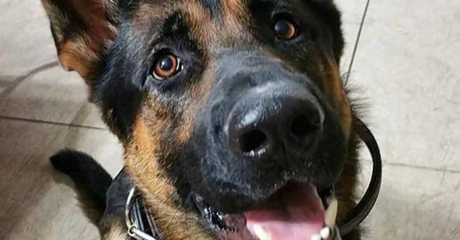 Ohio Police Dog Jethro Dies After Shootout With Burglary Suspect HuffPost
