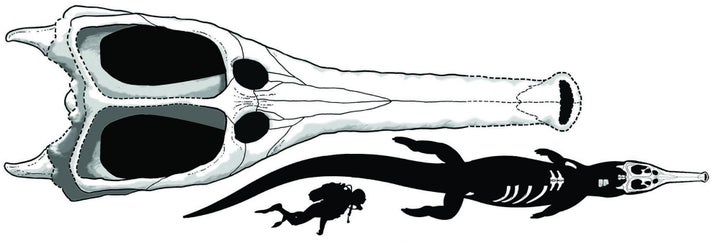 An illustration of Machimosaurus rex, based on the newfound fossils (in white). The drawing shows that the creature woul
