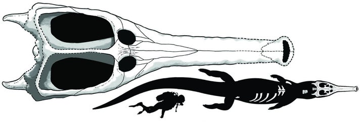 An illustration of Machimosaurus rex, based on the newfound fossils (in white). The drawing shows that the creature would have dwarfed a human.