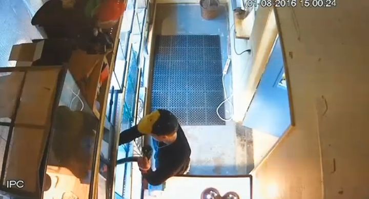 Surveillance video appears to show a man caught in the act of stealing a python from a pet store by stuffing it down his pants.